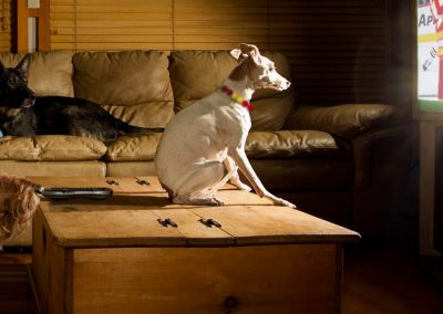 Fawn & Moose Collars
